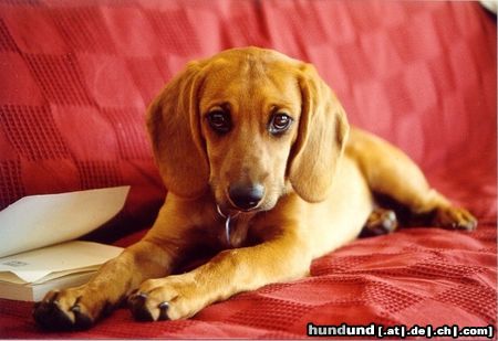 Bayerischer Gebirgsschweisshund Hunde Foto 8026 Bayerischer Gebirgsschweisshund Hab mir's grad mit 'nem Buch so richtig schön auf Herrchens Couch gemütlich gemacht!