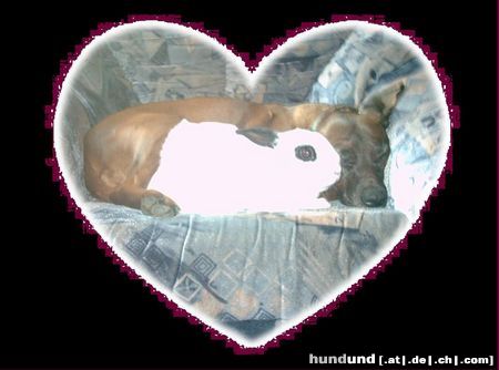 Bayerischer Gebirgsschweisshund Hunde Foto 14538 Bayerischer Gebirgsschweisshund