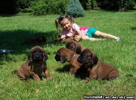 Bayerischer Gebirgsschweisshund Hunde Foto 23342 in höherer Auflösung ansehen Bayerischer Gebirgsschweisshund