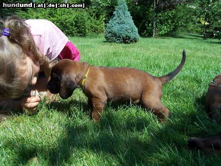 Bayerischer Gebirgsschweisshund Hunde Foto 23343 in höherer Auflösung ansehen Bayerischer Gebirgsschweisshund