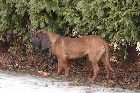 Bayerischer Gebirgsschweisshund Hunde Foto 30529 in höherer Auflösung ansehen Bayerischer Gebirgsschweisshund