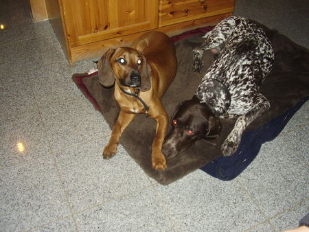 Bayerischer Gebirgsschweisshund Hunde Foto 43669 Bayerischer Gebirgsschweisshund tobi