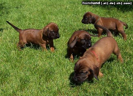 Bayerischer Gebirgsschweisshund Hunde Foto 23339 in höherer Auflösung ansehen Bayerischer Gebirgsschweisshund