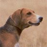 Beagle-Harrier Beagle-Harrier