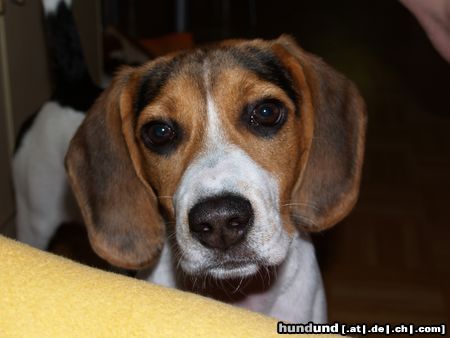 Beagle-Harrier WAS bin ich??Beagle,Harrier oder Beagle-Harrier??