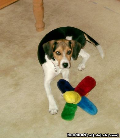 Beagle-Harrier