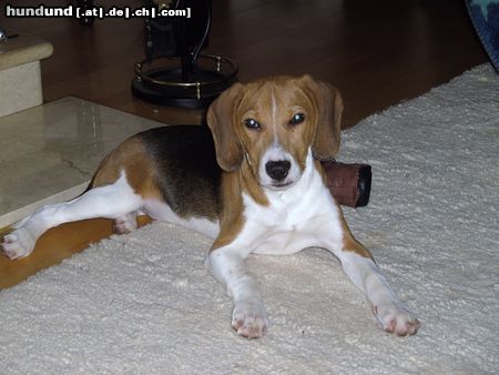 Beagle-Harrier Hunde Foto 45629 Beagle-Harrier Bsi du bald fertig
