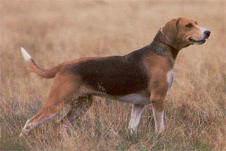 Beagle-Harrier