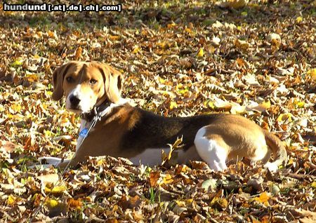 Beagle-Harrier Bsi du bald fertig