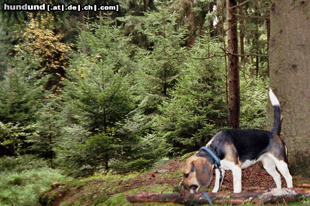 Beagle-Harrier Der Hund gehört in den Wald!
