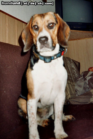 Beagle-Harrier Hunde Foto 46382 in höherer Auflösung ansehen Beagle-Harrier