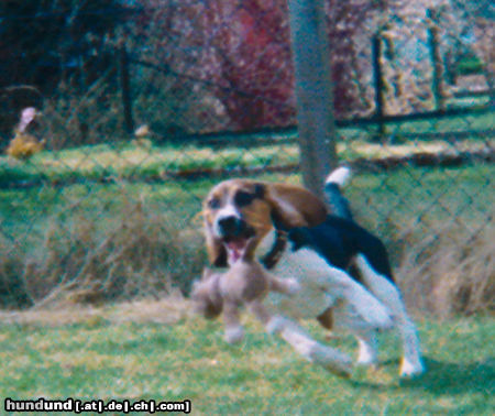 Beagle-Harrier Ich fang den!