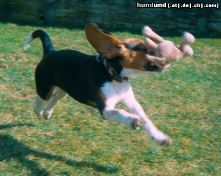 Beagle-Harrier Hunde Foto 44611 in höherer Auflösung ansehen Beagle-Harrier Jagdvorbereitung der Kuscheltiere!