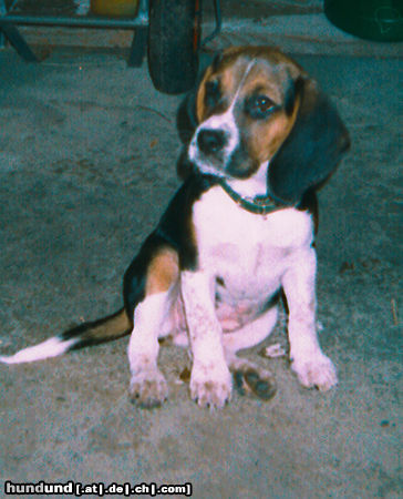 Beagle-Harrier Wo bin ich hier gelandet! 