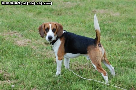 Beagle-Harrier Olli auf der Pirsch