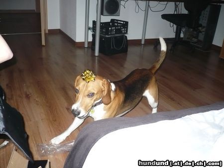 Beagle-Harrier Ich will spielen