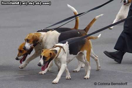 Beagle-Harrier aufgenommen bei der Welthundeausstellung in Paris, 2011