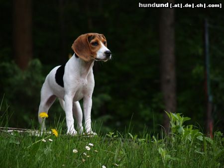 Beagle-Harrier