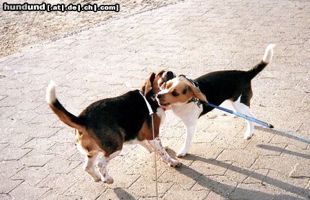 Beagle-Harrier Wer hier die Chefin ist, ist wohl klar?