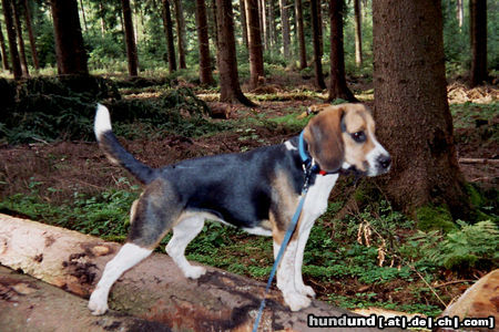 Beagle-Harrier Wo ist das Wild?