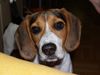 Beagle-Harrier Hund