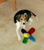 Beagle-Harrier Hund