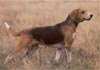 Beagle-Harrier Hund