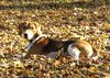 Beagle-Harrier Hund