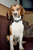 Beagle-Harrier Hund
