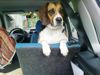 Beagle-Harrier Hund