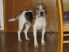 Beagle-Harrier Hund