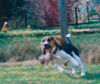 Beagle-Harrier Hund