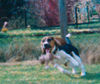 Beagle-Harrier Foto: Ich fang den! (ID 44625) Beagle-Harrier Hund