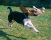 Beagle-Harrier Hund