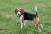 Beagle-Harrier Hund