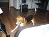 Beagle-Harrier Foto: Ich will spielen (ID 46589) Beagle-Harrier Hund
