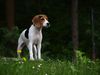 Beagle-Harrier Hund