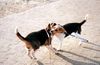 Beagle-Harrier Foto: Wer hier die Chefin ist, ist wohl klar? (ID 44626) Beagle-Harrier Hund