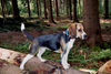 Beagle-Harrier Hund