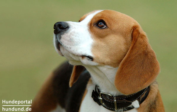 Hunderasse Beagle