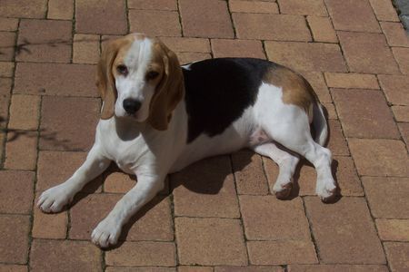 Beagle Hunde Foto 32791 Beagle ''Anny of May Woods from Crane Field''