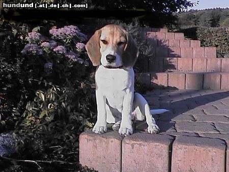 Beagle Hunde Foto 21617 in höherer Auflösung ansehen Beagle Lucy als