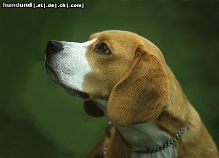 Beagle Hunde Foto 12708 Beagle Sammy