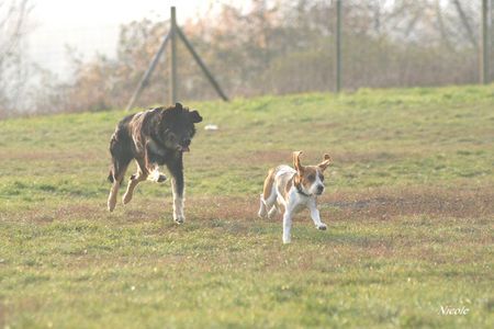 Beagle Hunde Foto 26807 in höherer Auflösung ansehen Beagle Hilfe !!!