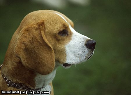 Beagle Hunde Foto 12709 Beagle Sammy