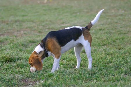 Beagle Hunde Foto 26808 in höherer Auflösung ansehen Beagle Stella
