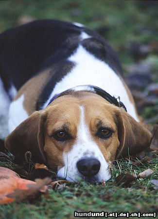 Beagle Hunde Foto 8159 Beagle Beaglehündin Drixi