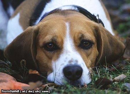 Beagle Hunde Foto 8158 Beagle Beaglehündin Drixi