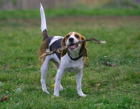 Beagle Hunde Foto 26809 in höherer Auflösung ansehen Beagle Das schmeckt :)