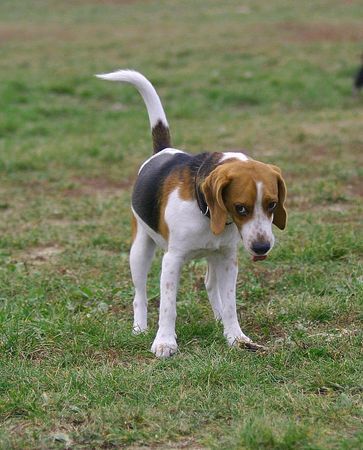 Beagle Hunde Foto 26810 in höherer Auflösung ansehen Beagle Ätsch